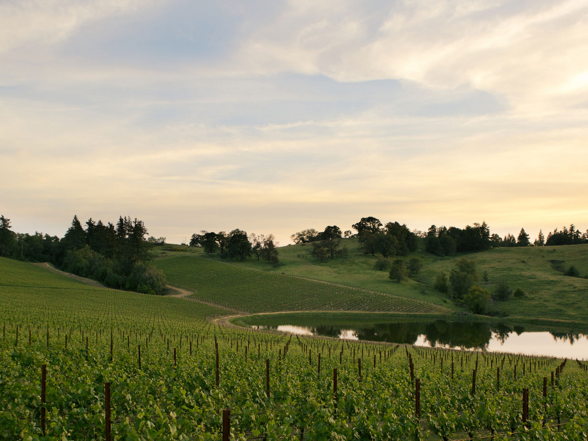 Wayfarer Vineyard birdseye view