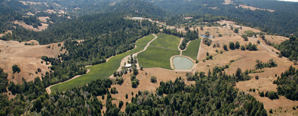 Bird's-Eye View of Vineyard